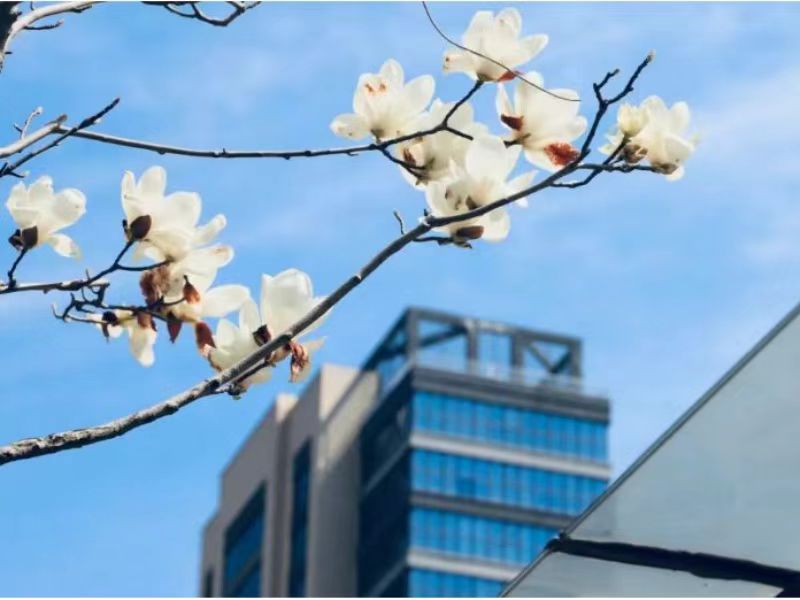 春色满Kaiyun官方网站登录入口，推窗即见花海